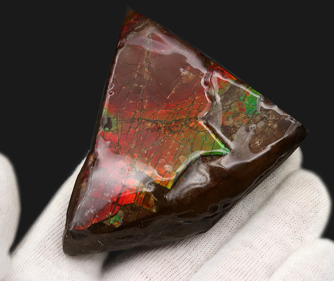 カナダ・アルバータ州でのみ採集される宝石、アンモライト（Ammolite）の美しきピース（その3）