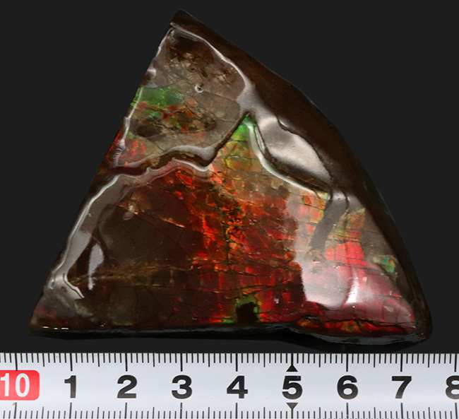 カナダ・アルバータ州でのみ採集される宝石、アンモライト（Ammolite）の美しきピース（その7）