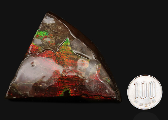 カナダ・アルバータ州でのみ採集される宝石、アンモライト（Ammolite）の美しきピース（その8）