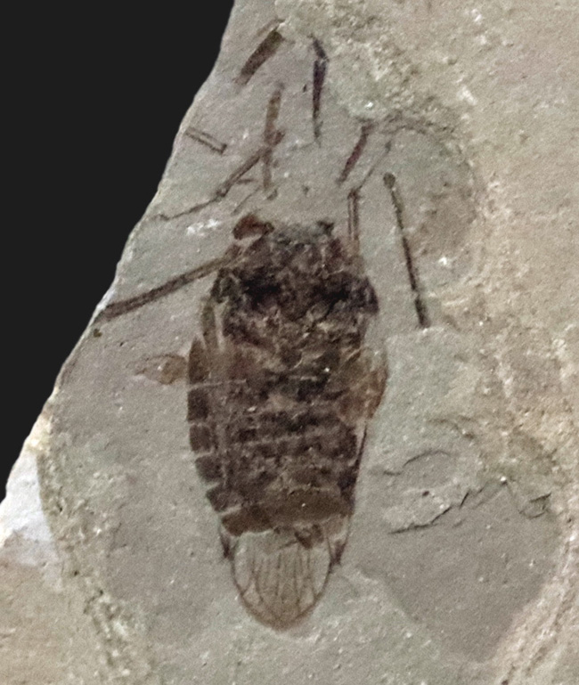 本体8ミリ級!中国遼寧省熱河層群から発見されたジュラ紀後期の昆虫の化石(Insect fossil)(その1)