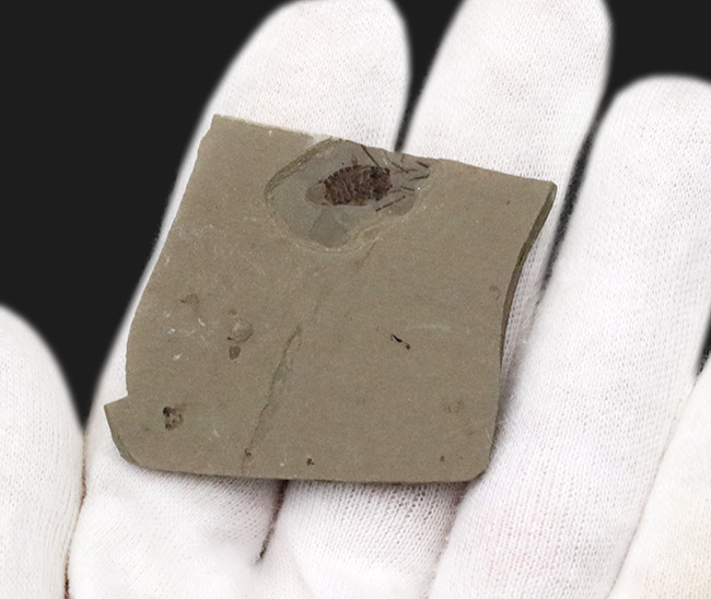 本体8ミリ級!中国遼寧省熱河層群から発見されたジュラ紀後期の昆虫の化石(Insect fossil)(その2)