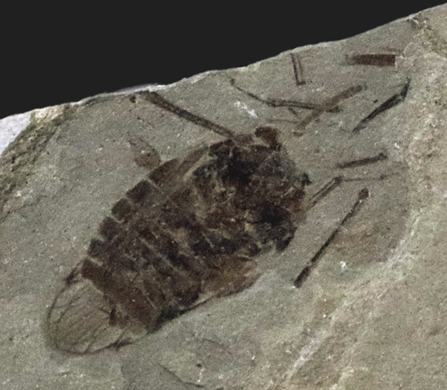 本体8ミリ級!中国遼寧省熱河層群から発見されたジュラ紀後期の昆虫の化石(Insect fossil)(その3)