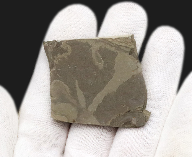 本体8ミリ級!中国遼寧省熱河層群から発見されたジュラ紀後期の昆虫の化石(Insect fossil)(その4)