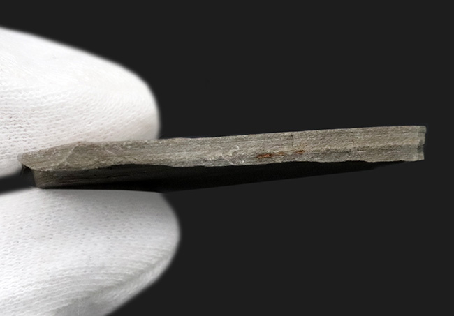 本体8ミリ級!中国遼寧省熱河層群から発見されたジュラ紀後期の昆虫の化石(Insect fossil)(その5)