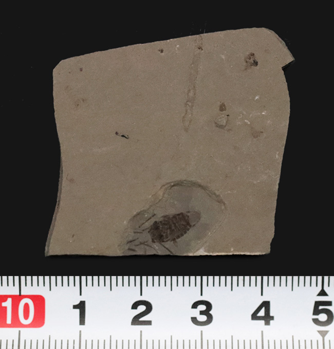 本体8ミリ級!中国遼寧省熱河層群から発見されたジュラ紀後期の昆虫の化石(Insect fossil)(その6)