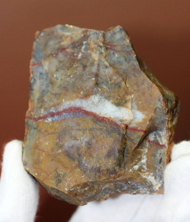 中生代ジュラ紀の恐竜の糞（ふん）の化石、コプロライト（Coprolite）（その1）