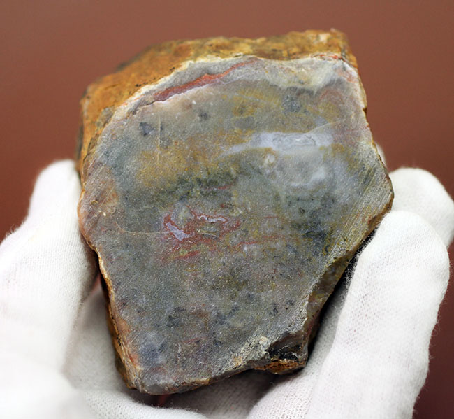 中生代ジュラ紀の恐竜の糞（ふん）の化石、コプロライト（Coprolite）（その2）