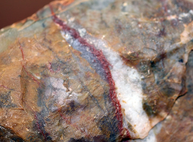 中生代ジュラ紀の恐竜の糞（ふん）の化石、コプロライト（Coprolite）（その4）