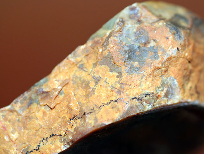 中生代ジュラ紀の恐竜の糞（ふん）の化石、コプロライト（Coprolite）（その5）