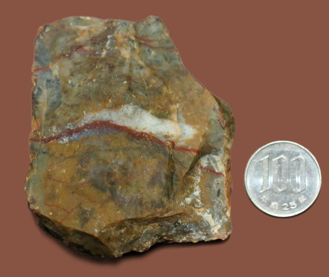 中生代ジュラ紀の恐竜の糞（ふん）の化石、コプロライト（Coprolite）（その9）