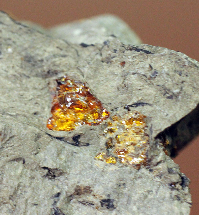 珍しい国産琥珀。新生代古第三紀の琥珀(Amber)。兵庫県産です。(その5)