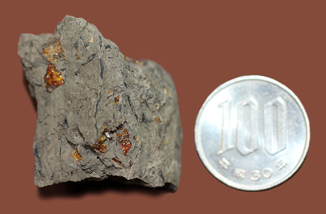 珍しい国産琥珀。新生代古第三紀の琥珀(Amber)。兵庫県産です。(その6)