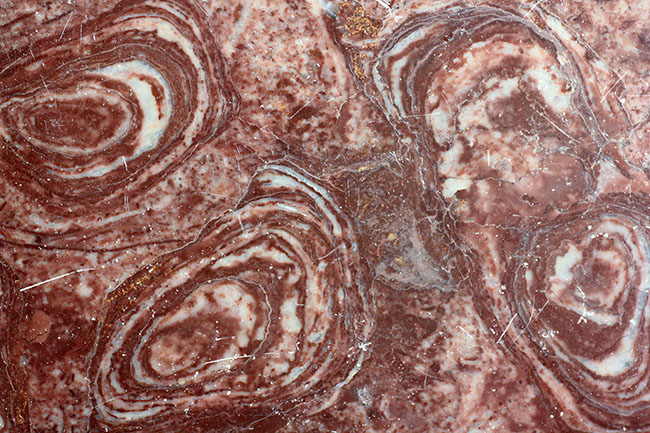 最も古い化石の一つ、コレニア・シリンドリカ（Collenia cylindrica）（その3）