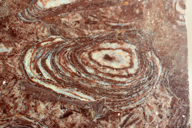 最も古い化石の一つ、コレニア・シリンドリカ（Collenia cylindrica）（その4）