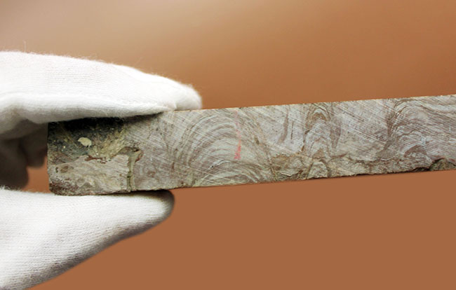 最も古い化石の一つ、コレニア・シリンドリカ（Collenia cylindrica）（その8）