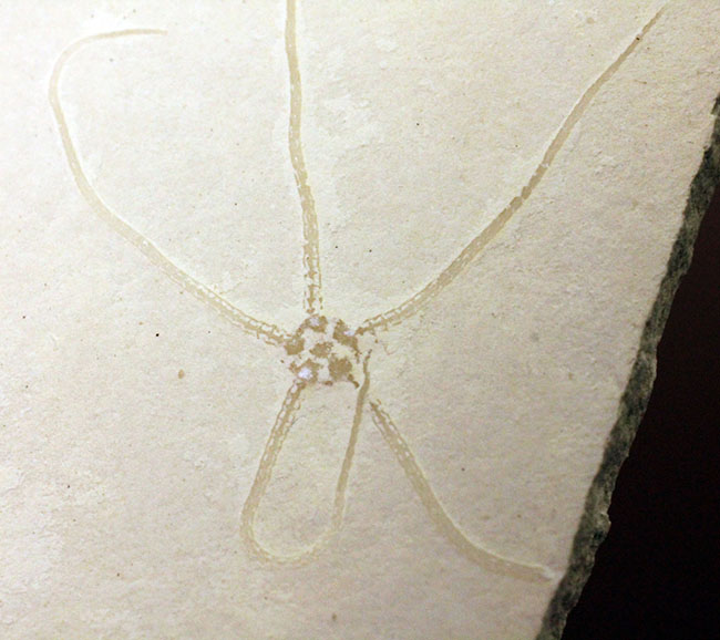 白ジュラことゾルンフォーフェンで採集された古代のヒトデ、ジオコーマ（Geocoma carinata）（その1）