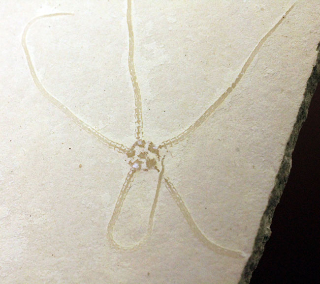 白ジュラことゾルンフォーフェンで採集された古代のヒトデ、ジオコーマ(Geocoma carinata)(その1)