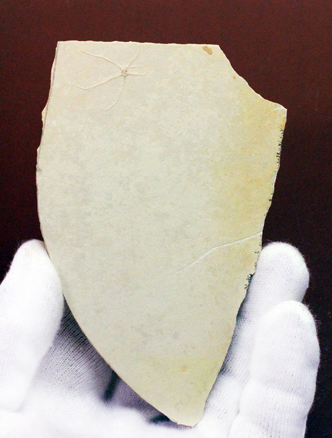 白ジュラことゾルンフォーフェンで採集された古代のヒトデ、ジオコーマ（Geocoma carinata）（その2）