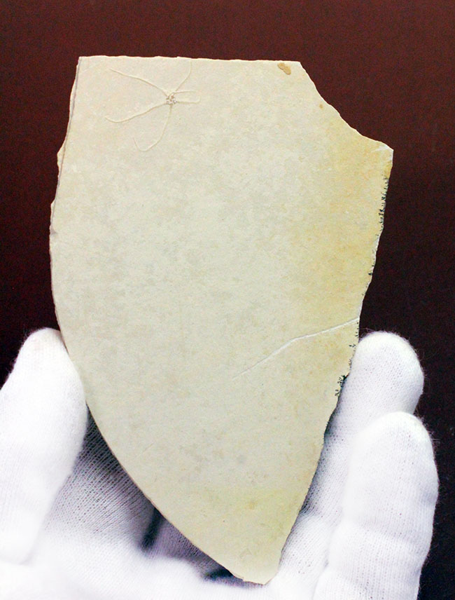白ジュラことゾルンフォーフェンで採集された古代のヒトデ、ジオコーマ(Geocoma carinata)(その2)