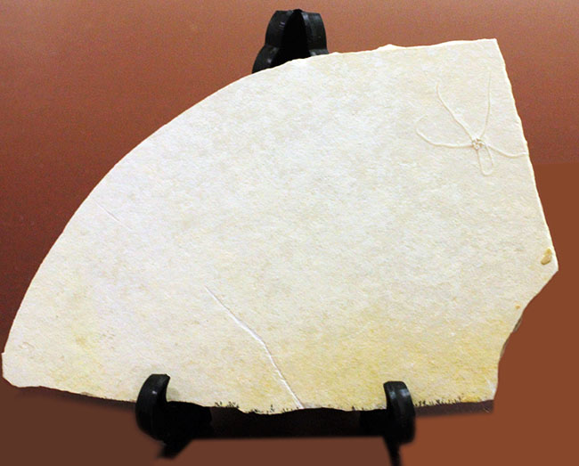 白ジュラことゾルンフォーフェンで採集された古代のヒトデ、ジオコーマ（Geocoma carinata）（その4）