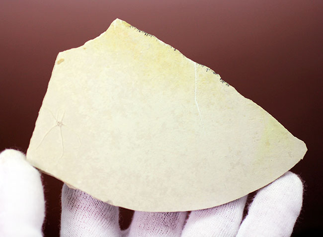 白ジュラことゾルンフォーフェンで採集された古代のヒトデ、ジオコーマ(Geocoma carinata)(その6)