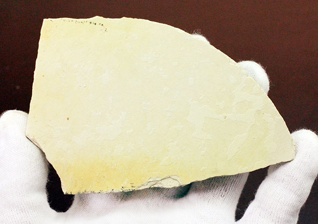 白ジュラことゾルンフォーフェンで採集された古代のヒトデ、ジオコーマ（Geocoma carinata）（その7）
