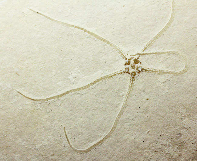 白ジュラことゾルンフォーフェンで採集された古代のヒトデ、ジオコーマ(Geocoma carinata)(その8)