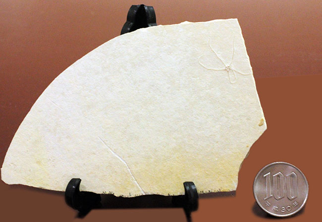 白ジュラことゾルンフォーフェンで採集された古代のヒトデ、ジオコーマ(Geocoma carinata)(その9)