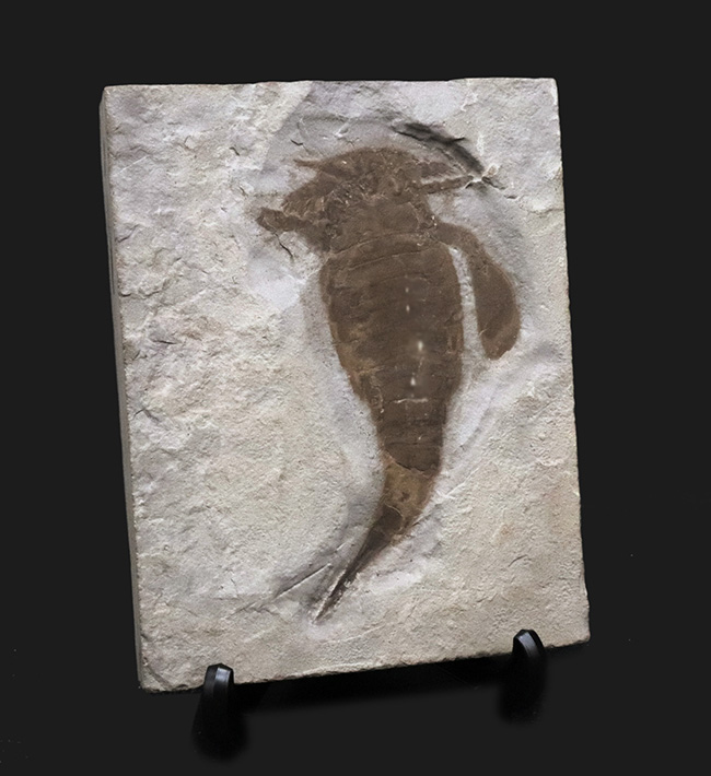 米国ニューヨーク州産のシルル紀の地層から発見された古代の頂点捕食者の一つ、ユーリプテルス・レミペス（Eurypterus remipes）の上質個体（その1）