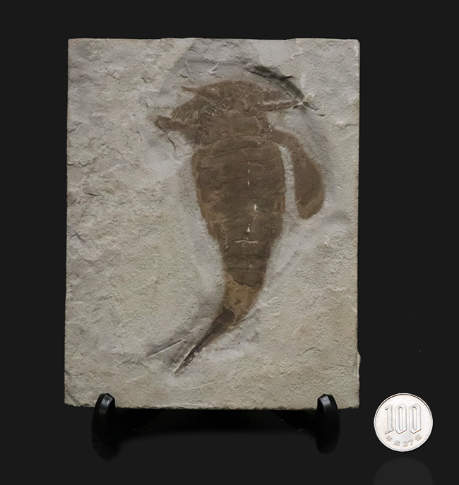 米国ニューヨーク州産のシルル紀の地層から発見された古代の頂点捕食者の一つ、ユーリプテルス・レミペス（Eurypterus remipes）の上質個体（その10）