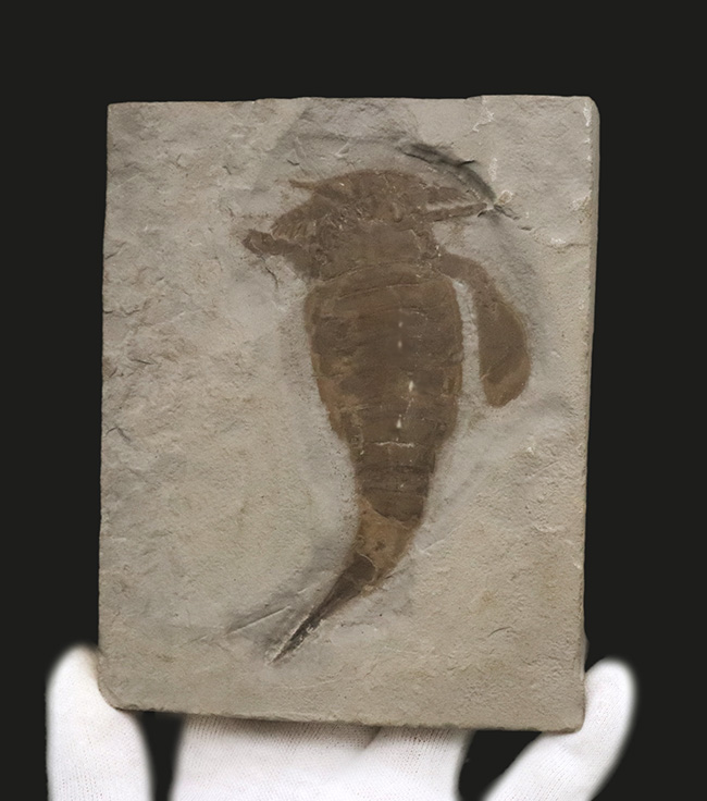 米国ニューヨーク州産のシルル紀の地層から発見された古代の頂点捕食者の一つ、ユーリプテルス・レミペス（Eurypterus remipes）の上質個体（その2）