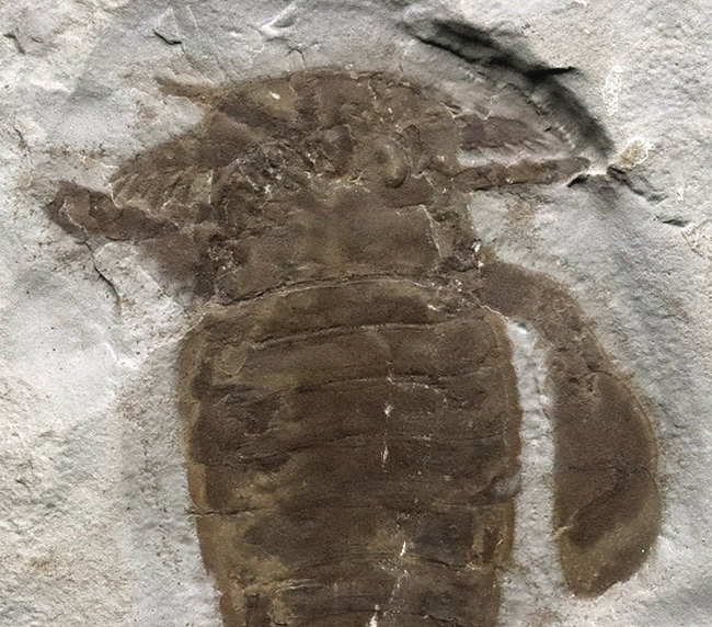 米国ニューヨーク州産のシルル紀の地層から発見された古代の頂点捕食者の一つ、ユーリプテルス・レミペス（Eurypterus remipes）の上質個体（その3）