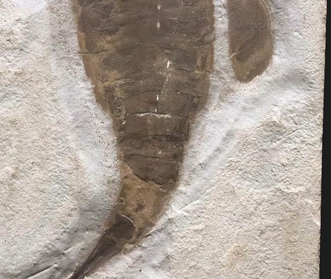 米国ニューヨーク州産のシルル紀の地層から発見された古代の頂点捕食者の一つ、ユーリプテルス・レミペス（Eurypterus remipes）の上質個体（その4）