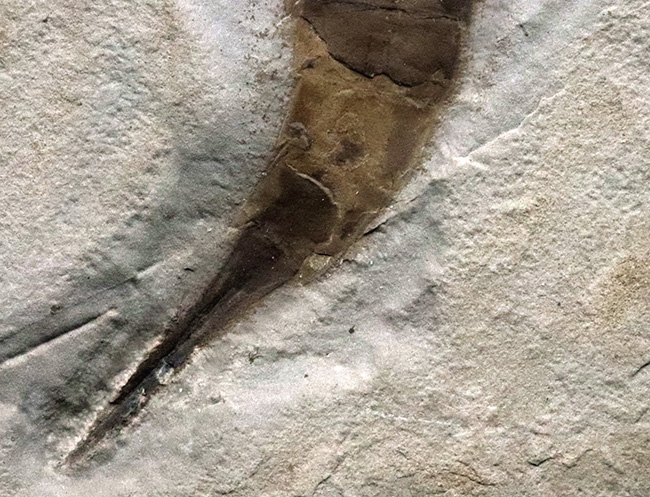 米国ニューヨーク州産のシルル紀の地層から発見された古代の頂点捕食者の一つ、ユーリプテルス・レミペス（Eurypterus remipes）の上質個体（その5）