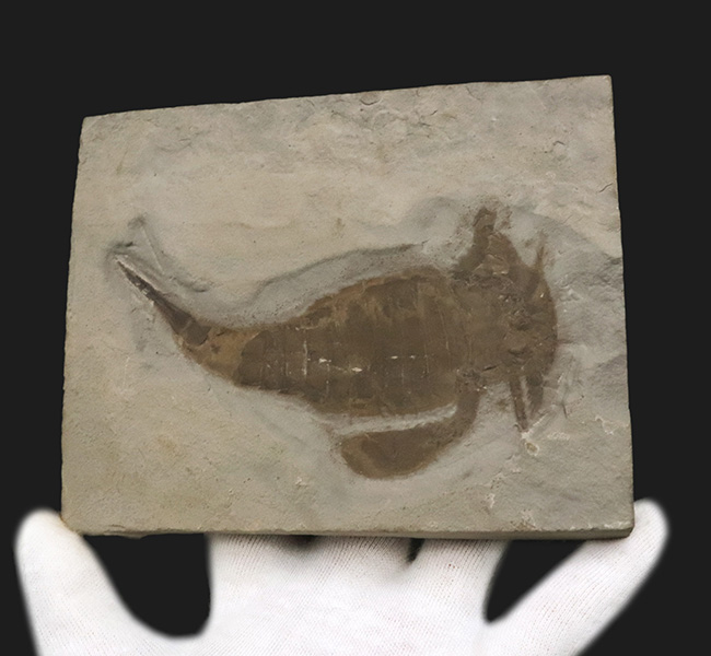 米国ニューヨーク州産のシルル紀の地層から発見された古代の頂点捕食者の一つ、ユーリプテルス・レミペス（Eurypterus remipes）の上質個体（その6）