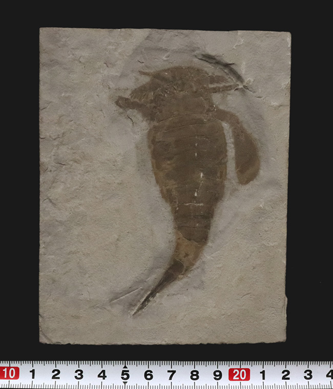 米国ニューヨーク州産のシルル紀の地層から発見された古代の頂点捕食者の一つ、ユーリプテルス・レミペス（Eurypterus remipes）の上質個体（その9）