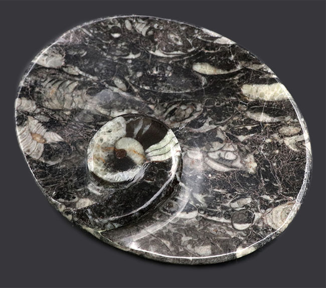 およそ４億年前のデボン紀の海に棲息していたゴニアタイト（Goniatite）を含む石を加工した皿（その10）
