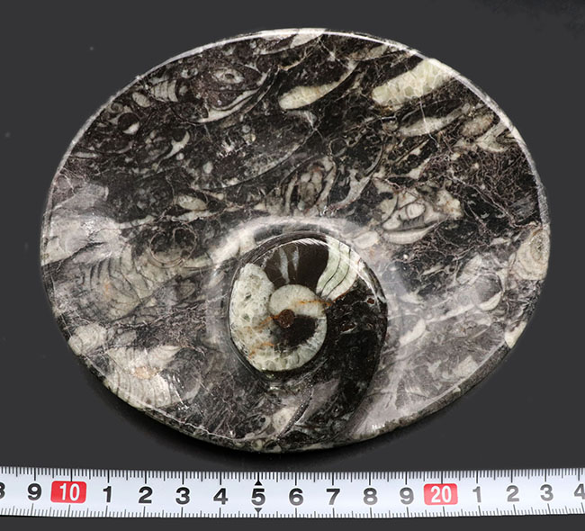 およそ４億年前のデボン紀の海に棲息していたゴニアタイト（Goniatite）を含む石を加工した皿（その11）