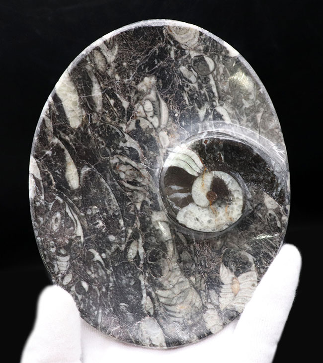 およそ４億年前のデボン紀の海に棲息していたゴニアタイト（Goniatite）を含む石を加工した皿（その2）