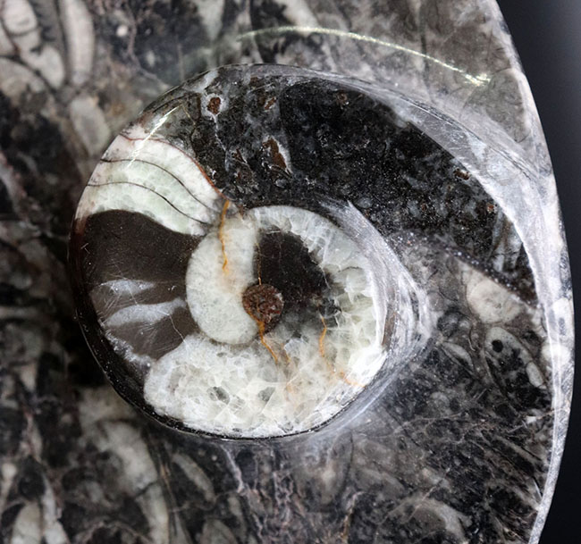 およそ４億年前のデボン紀の海に棲息していたゴニアタイト（Goniatite）を含む石を加工した皿（その3）