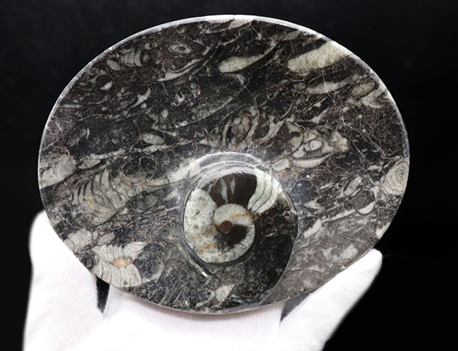 およそ４億年前のデボン紀の海に棲息していたゴニアタイト（Goniatite）を含む石を加工した皿（その4）