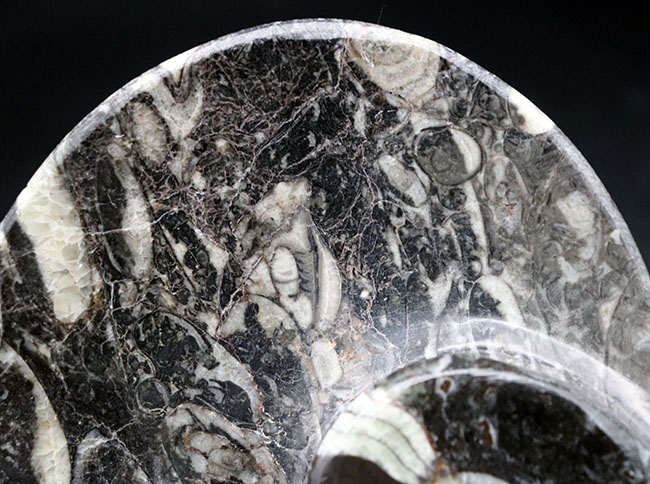 およそ４億年前のデボン紀の海に棲息していたゴニアタイト（Goniatite）を含む石を加工した皿（その5）