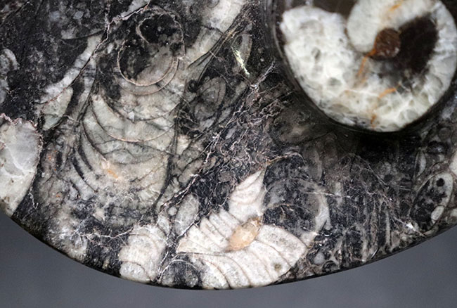 およそ４億年前のデボン紀の海に棲息していたゴニアタイト（Goniatite）を含む石を加工した皿（その6）