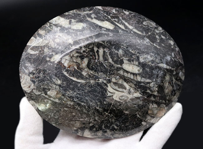 およそ４億年前のデボン紀の海に棲息していたゴニアタイト（Goniatite）を含む石を加工した皿（その7）