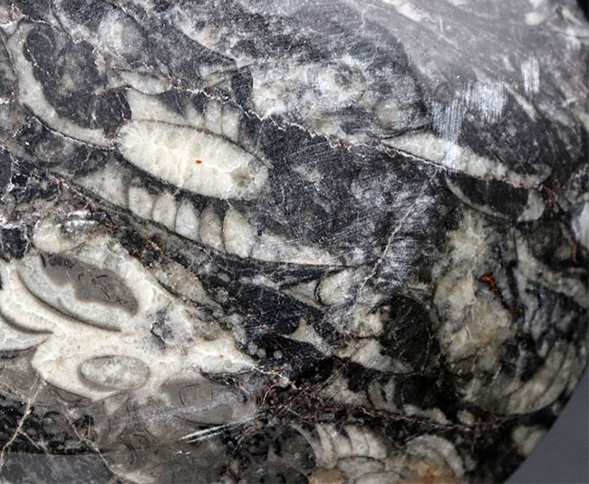 およそ４億年前のデボン紀の海に棲息していたゴニアタイト（Goniatite）を含む石を加工した皿（その8）
