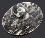 およそ４億年前のデボン紀の海に棲息していたゴニアタイト（Goniatite）を含む石を加工した皿