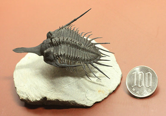 スーパー3Dクリーニングが施された、レア三葉虫シコピゲ(その11)