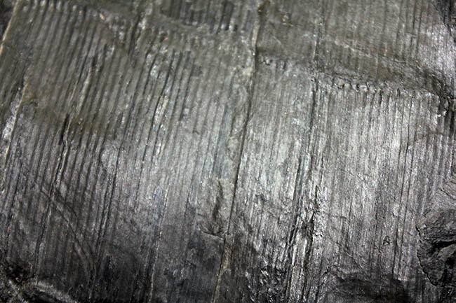 象徴的な縦線の保存状態が抜群！節も観察できる！古生代石炭紀の巨木、カラミテスの樹皮の上質化石（その4）