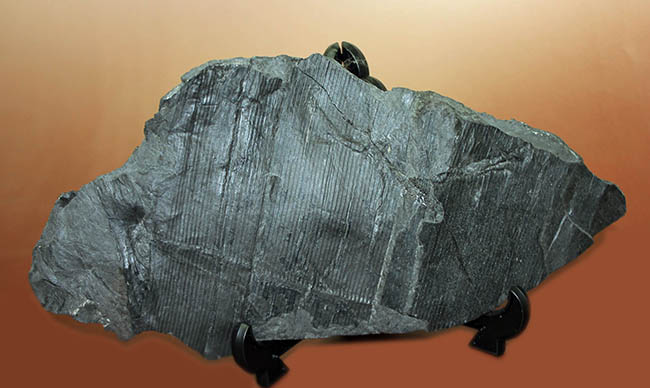 象徴的な縦線の保存状態が抜群！節も観察できる！古生代石炭紀の巨木、カラミテスの樹皮の上質化石（その5）