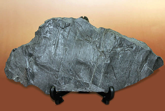象徴的な縦線の保存状態が抜群！節も観察できる！古生代石炭紀の巨木、カラミテスの樹皮の上質化石（その8）